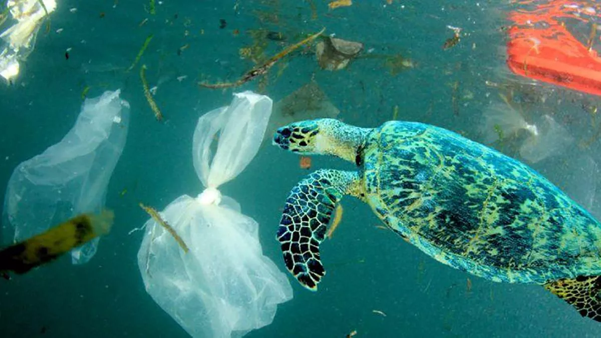 Protegido: STEM “Innovación tecnológica en conservación oceánica”